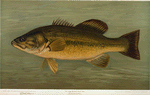 The Large-Mouthed Black Bass, Micropterus salmoides.