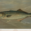 The Bluefish, Pomatomus saltatrix.