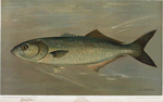 The Bluefish, Pomatomus saltatrix.