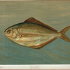 The Dollar or Butter Fish, Rhombus triacanthus.
