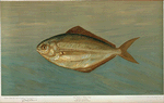The Dollar or Butter Fish, Rhombus triacanthus.