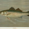 The Striped Bass, Roccus lineatus.