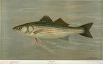 The Striped Bass, Roccus lineatus.
