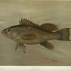 The Sea Bass, Centropristes striatus.