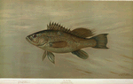 The Sea Bass, Centropristes striatus.