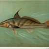 The Kingfish, Whiting, or Barb, Mentichirrhus nebulosus.