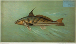 The Kingfish, Whiting, or Barb, Mentichirrhus nebulosus.