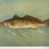 The Weakfish or Squeteague, Cynoscion regale.
