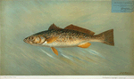 The Weakfish or Squeteague, Cynoscion regale.