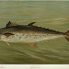 The Spanish Mackerel, Scomberomorus maculatus.