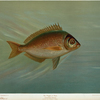 The Porgee or Scup, Stenotomus chrysops.