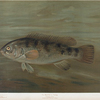 The Blackfish or Tautog, Tautoga onitis.