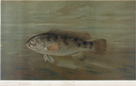 The Blackfish or Tautog, Tautoga onitis.