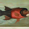 The California Redfish or Fat-head, Pimelometopon pulcher.