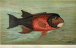 The California Redfish or Fat-head, Pimelometopon pulcher.