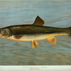 The Sacramento Pike, Squaw's-fish or Yellow belly, Ptychocheilus oregonensis.