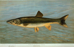 The Sacramento Pike, Squaw's-fish or Yellow belly, Ptychocheilus oregonensis.