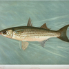 The Striped Mullet, Mugil brasiliensis.