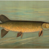 The Unspotted Mascalonge of Wisconsin, Lucius masquinongy.
