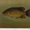 The Rock Bass, Ambloplites rupestris.