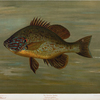 The Common Sunfish, Eupomotis gibbosus.