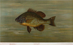 The Common Sunfish, Eupomotis gibbosus.