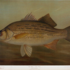 The White or Silver Bass, Roccus chrysops.