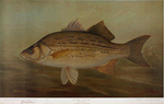 The White or Silver Bass, Roccus chrysops.
