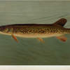 The Pike, Lucius lucius.