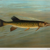 The Eastern or Banded Pickerel, Lucius reticulatus.