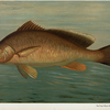 The Fresk Water Drum, or Sheepshead, Aplodinotus grunniens.