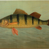 The Yellow Perch, Perca flaverscens.