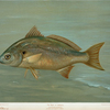 The Spot, or Lafayette, Leiostomus xanthurus.