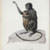Semnopithecus maurus.