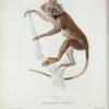 Semnopithecus pyrrhus.