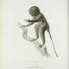 Tarsius bancanus.