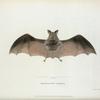 Rhinolophus nobilis.