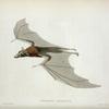 Pteropus javanicus.