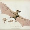 Pteropus rostratus.