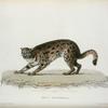 Felis Sumatrana.
