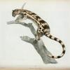 Felis gracilis.