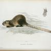 Sciurus bicolor.