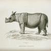 Phinoceros sondaicus.