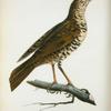 Turdus varius.