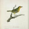 Iora scapularis.