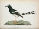 Motacilla speciosa.