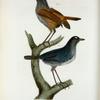 Brachypteryx montana, 1. male, 2. female.