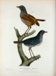 Brachypteryx montana, 1. male, 2. female.