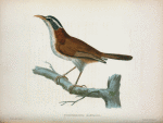 Pomatorhinus montanus.