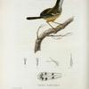 Prinia familiaris.